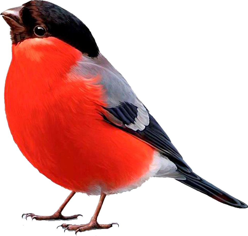 Лексическая тема Зимующие птицы информация для родителей.