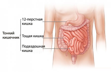 Конспект урока по биологии на тему Пищеварение и всасывание в кишечнике (8 класс).