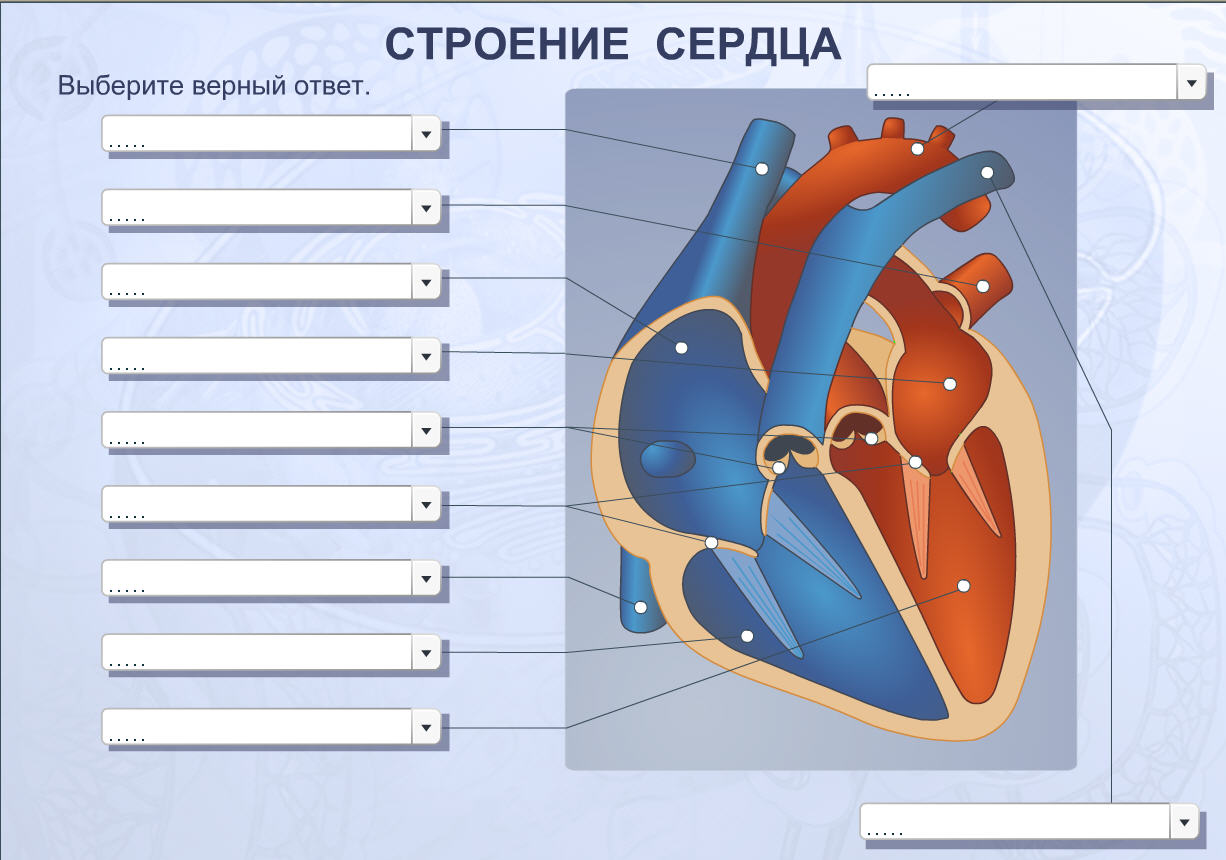 Сердце человека рисунок биология