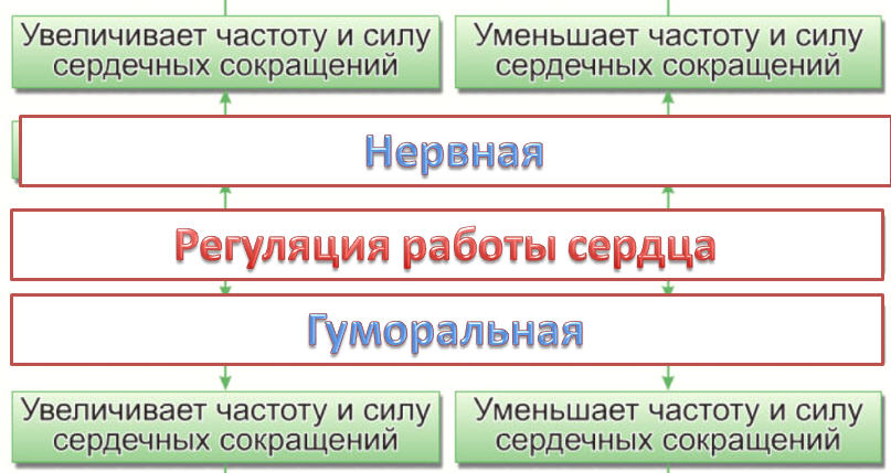 Урок биологии 8 класс