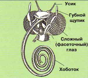 Элективный курс по биологии Цветы, сорванные ветром...