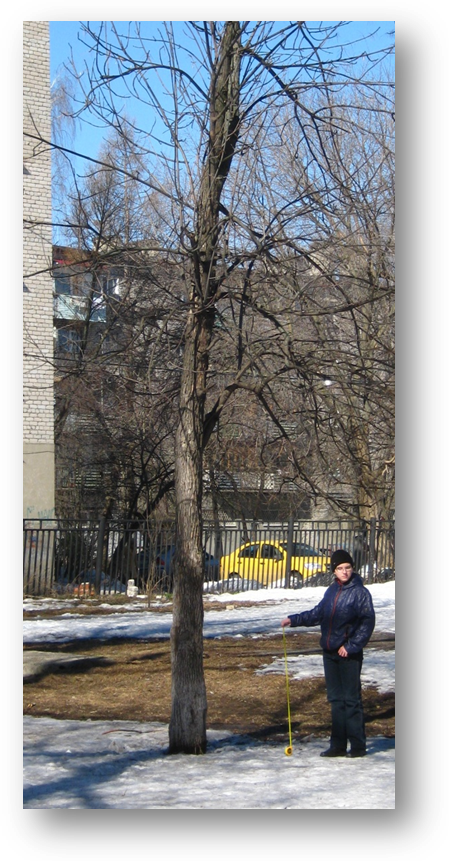 Исследовательская работа Как определить высоту дерева