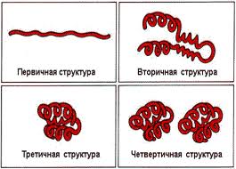 Конспект урока по дисциплине Химия на тему Белки-основа жизни