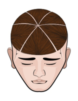 Тестовый лист по МДК 01 Зоны головы. Проборы. Естественный спад волос