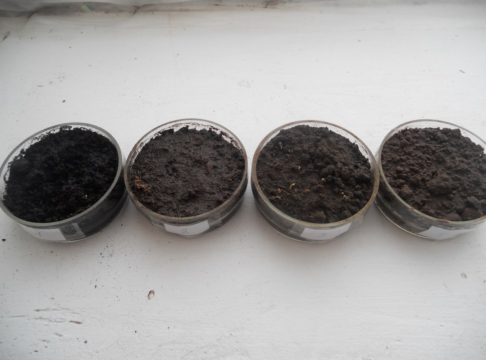 Исследовательская работа на тему : Влияние различной почвы на прорастание семян кресс-салата.