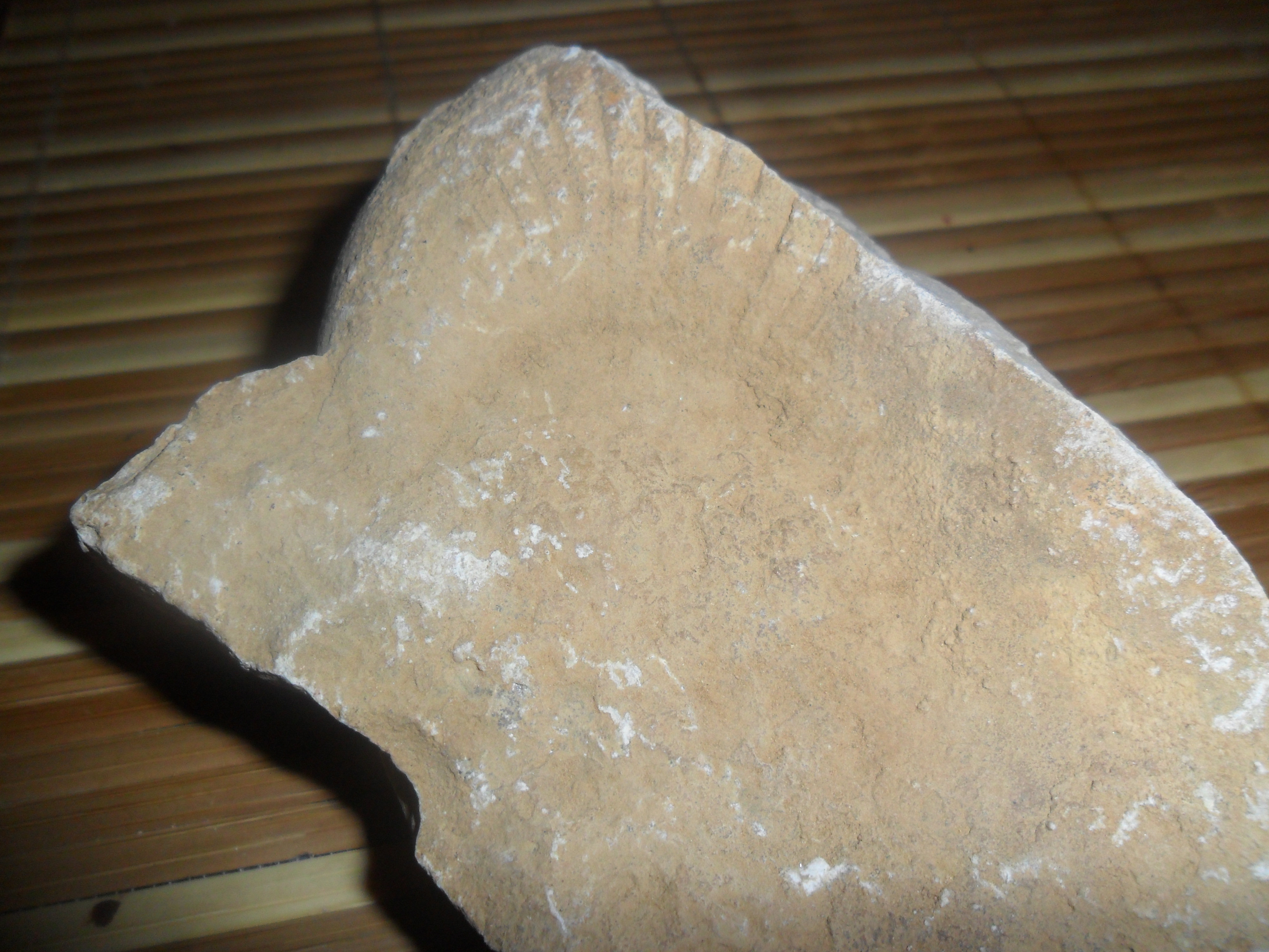 Исследовательская работа учащегося Ископаемые артефакты (окаменелости)