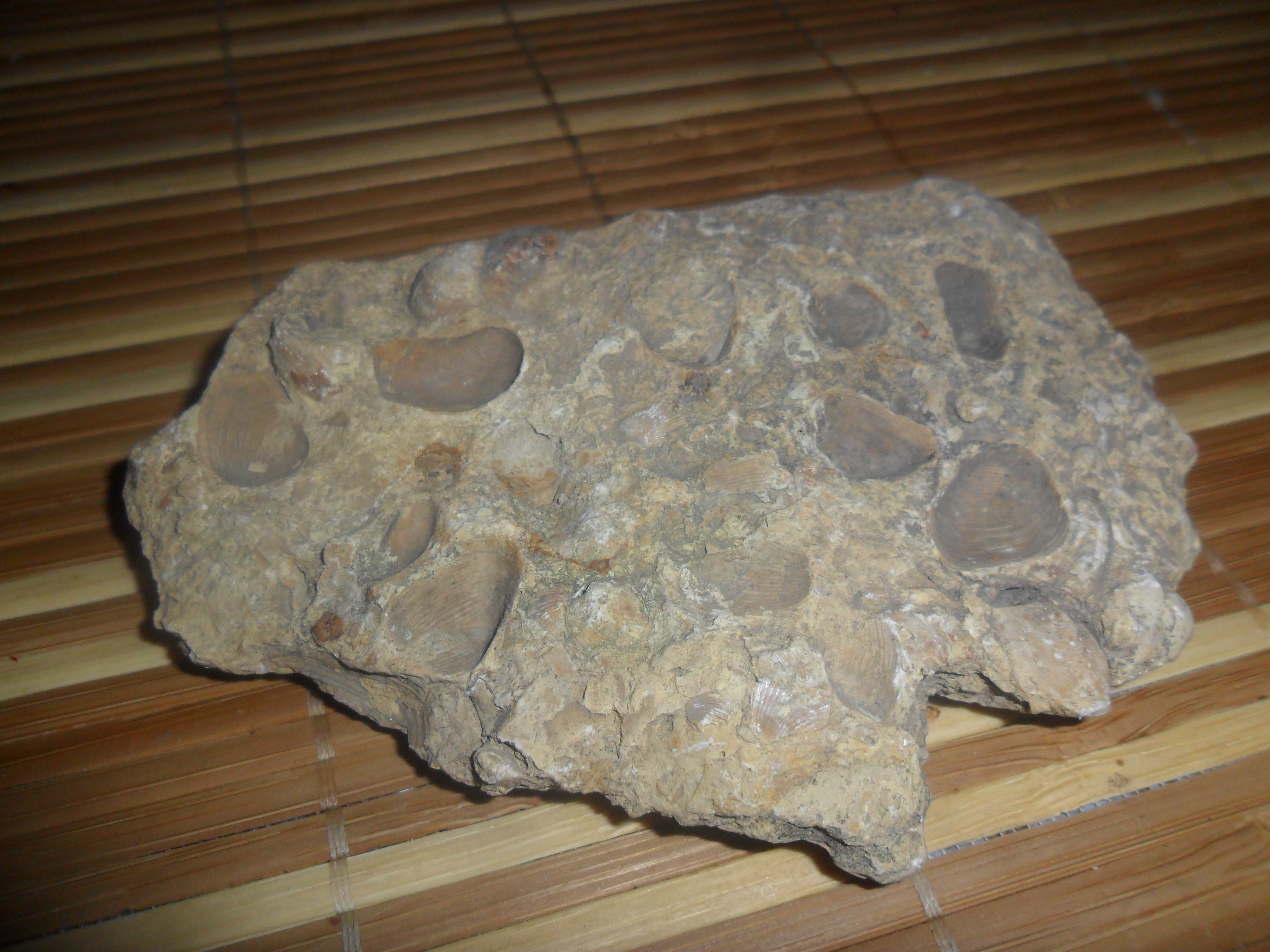 Исследовательская работа учащегося Ископаемые артефакты (окаменелости)