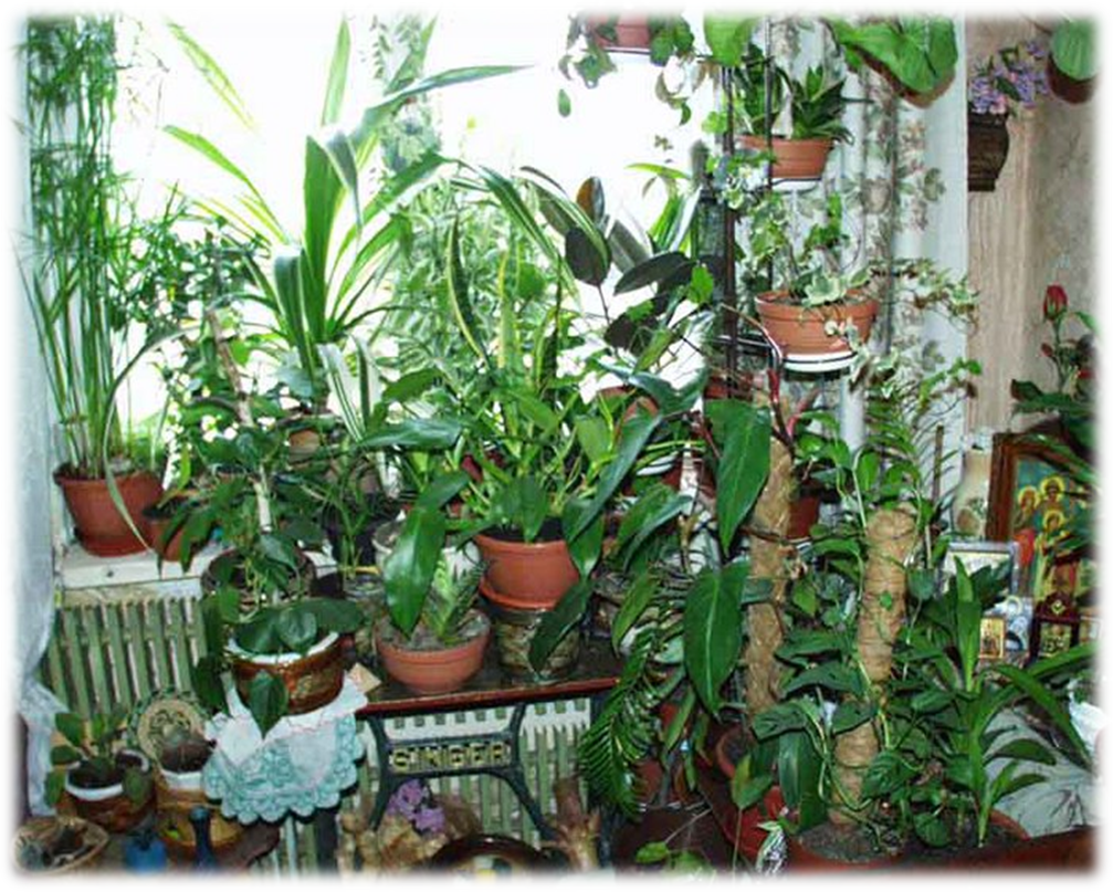 Исследовательская работа по биологии Выявление роли комнатных растений