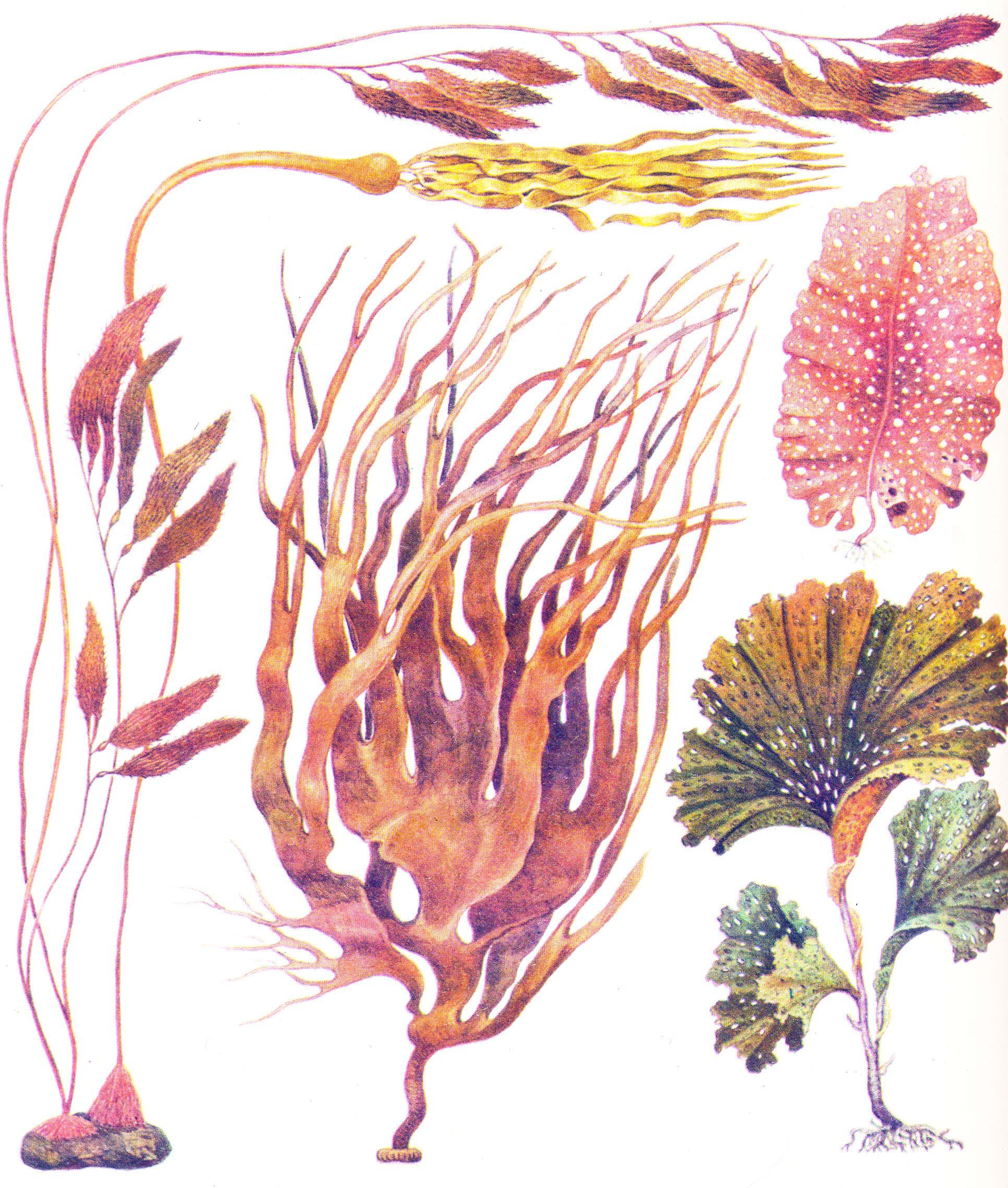 Урок биологии по теме «Удивительный мир водорослей» (5 класс, УМК Пасечник В.В.)