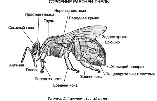 Проект по экологии Про пчелу