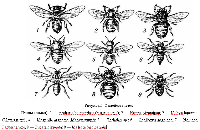 Проект по экологии Про пчелу