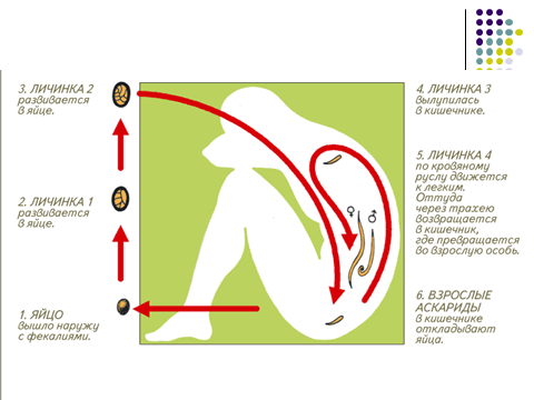 Серия уроков на тему Круглые черви, 7 класс