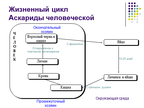 Серия уроков на тему Круглые черви, 7 класс