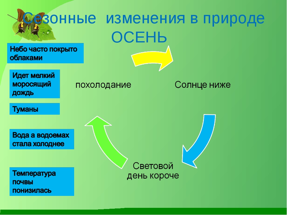 Изменения в природе. Сезонные изменения в природе. Сезонные изменения в природе осенью. Осенние изменения в природе 2 класс. Сообщение о сезонных изменениях в природе.