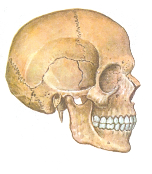 Череп человека рисунок биология