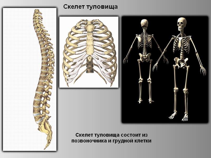 Конспект урока по биологии Скелет человека (8 класс)