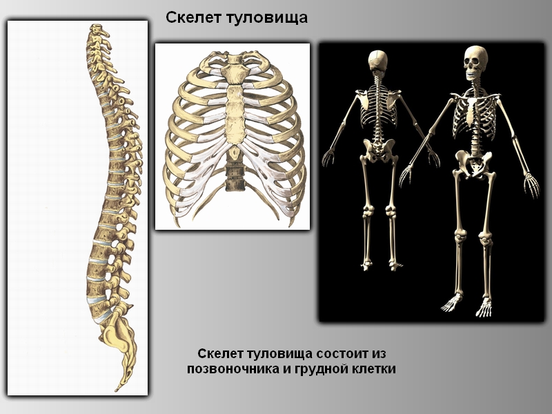 Кости скелета туловища. Скелет туловища и конечностей. Скелет туловища биология человек. Скелет человека биология 8 кл. Скелет туловища 8 класс биология.