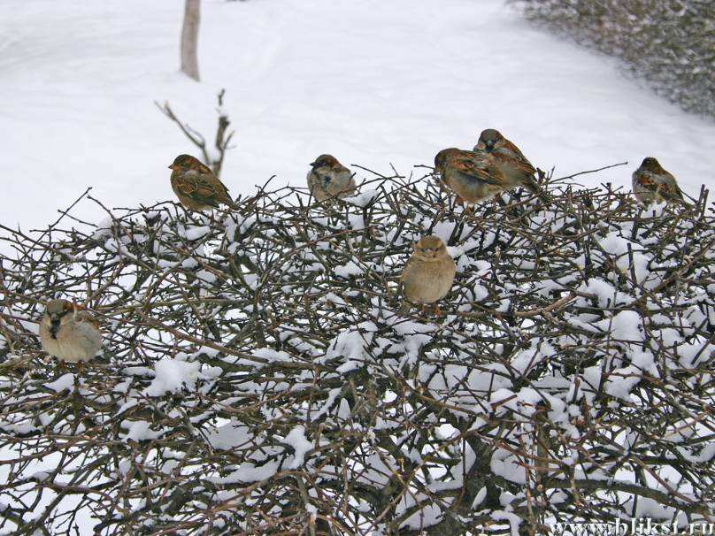 Исследовательский проект : Сохраним птиц зимой