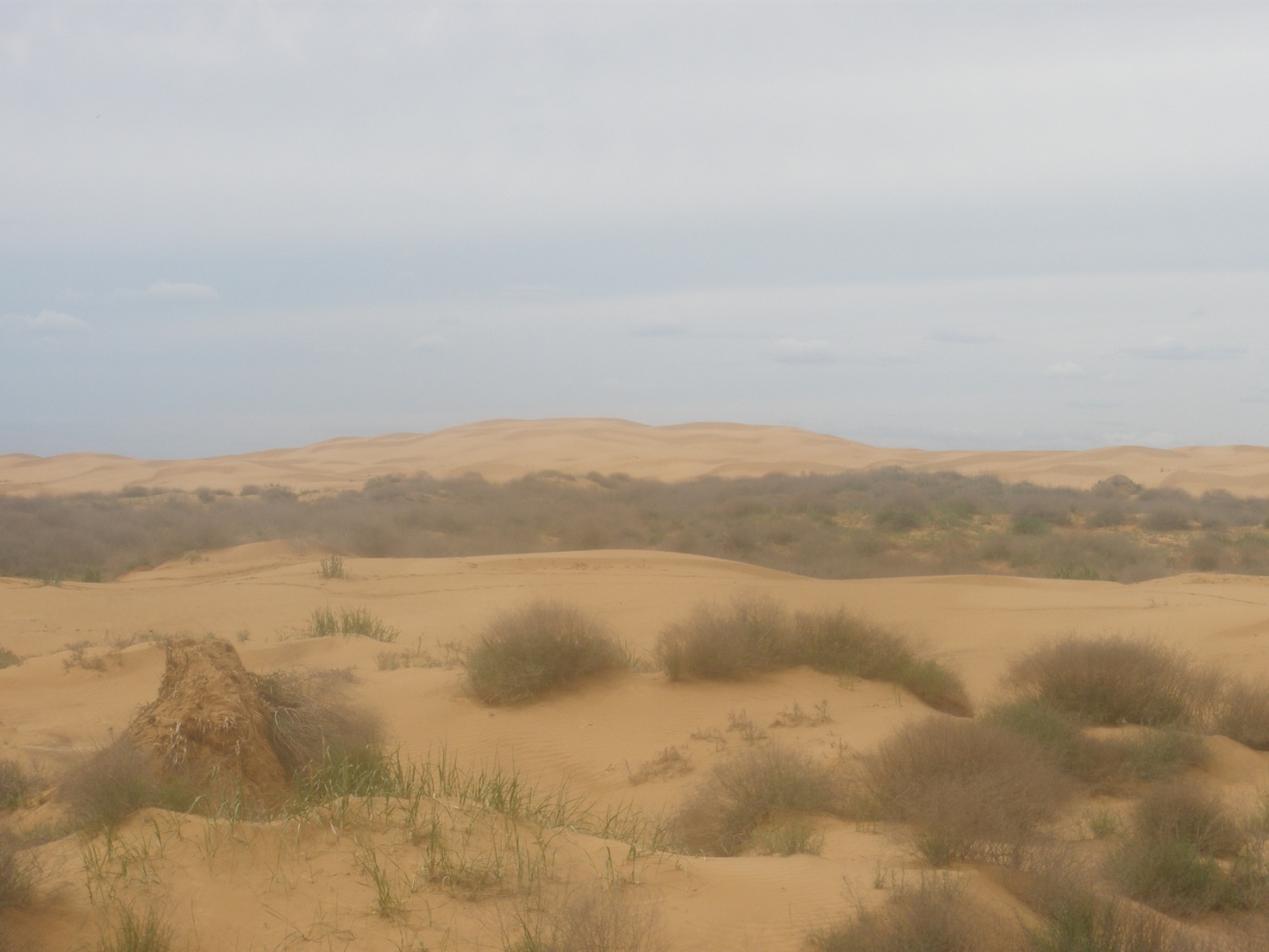 Проблемы опустынивания на территории Республики Калмыкии. Борьба с песками Черных земель.