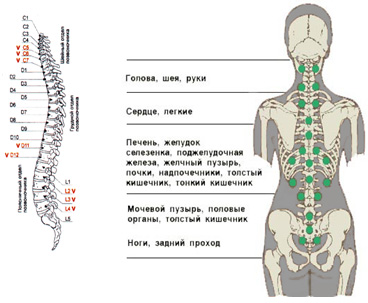 Классный час по теме «Осанка - стройная спина»