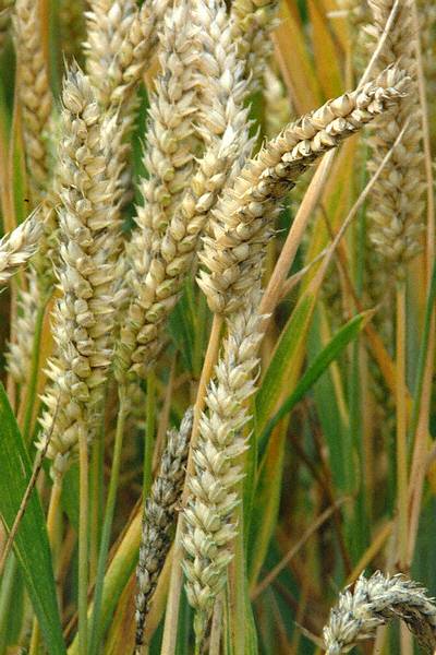 Учебно-исследовательская работа Использование зарубежных и российских технологий возделывания озимой пшеницы