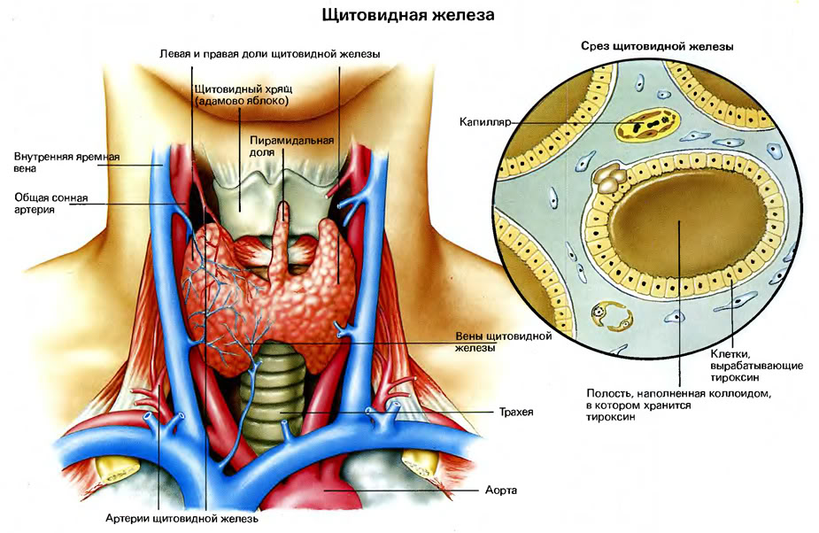 Урок по биологии «Железы внутренней секреции» ( 9 класс)