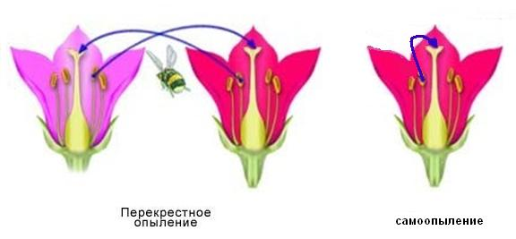 Открытый тест, тест на соответствие, работа с рисунками Оплодотворение цветковых растений