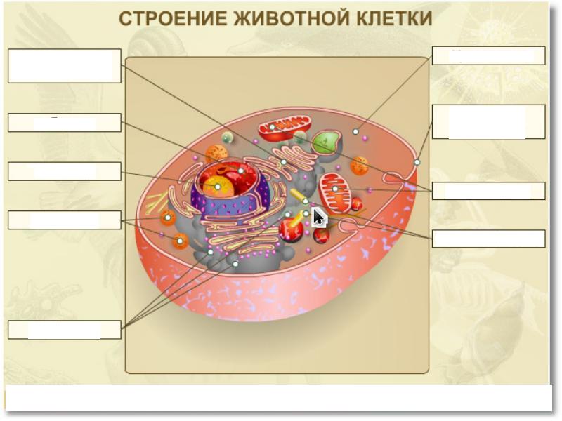 Проверочный тест на тему Клетка-живая система 6 класс