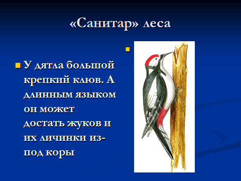 Занятие по ДОП Путешествие в страну Зоологию на тему «Необычные зимующие птицы. Приспособленность их к зимним условиям» (1 год)