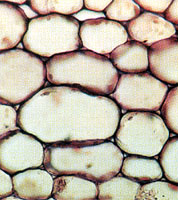 Урок биологии 5 класс Растительные ткани ФГОС. Дополнительный материал.