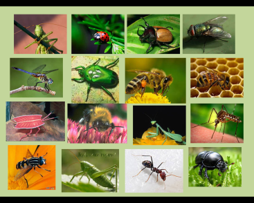 Урок окружающего мира для 3 класса «Разнообразие насекомых»