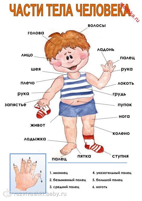 Лексическая тема Человек. Части тела информация для родителей