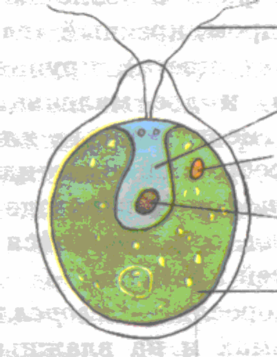 Маршрутный лист к открытому уроку по биологии на тему: Одноклеточные организмы. ФГОС