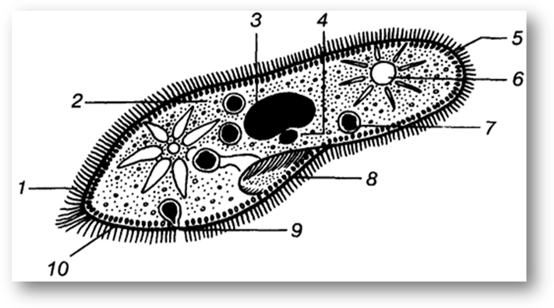 Маршрутный лист к открытому уроку по биологии на тему: Одноклеточные организмы. ФГОС