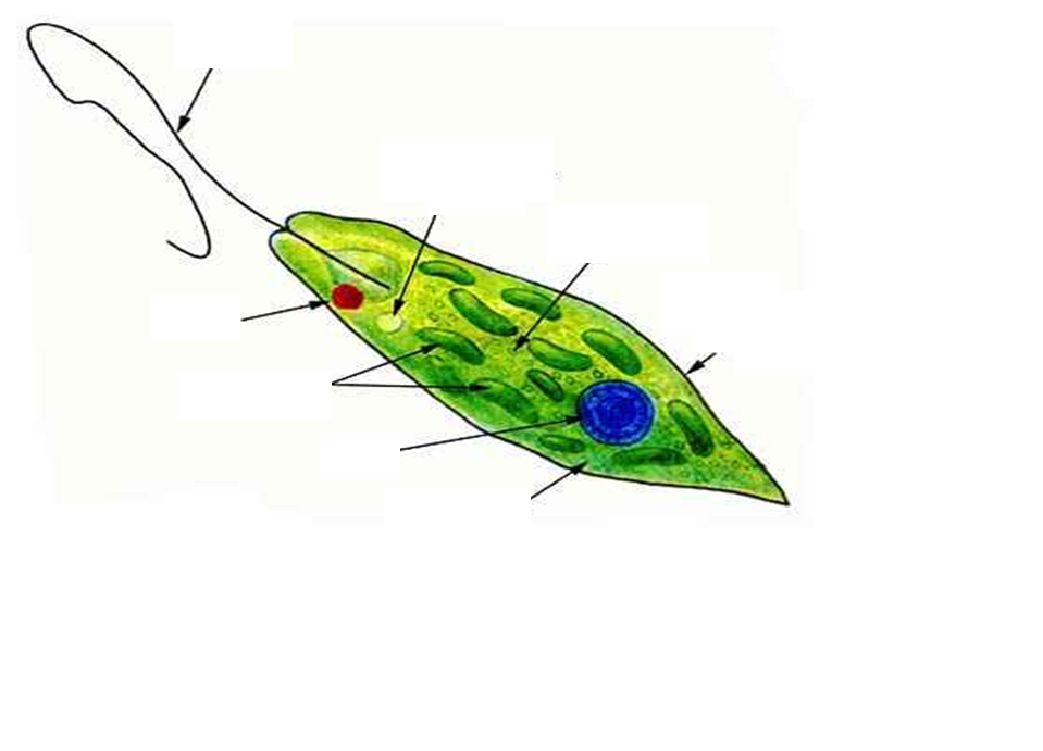 Организм простейших состоит из. Жгутиконосцы эвглена. Светочувствительный глазок у зелёной эвглены. Сократительная вакуоль эвглены зеленой. Строение инфузории эвглены зеленой.
