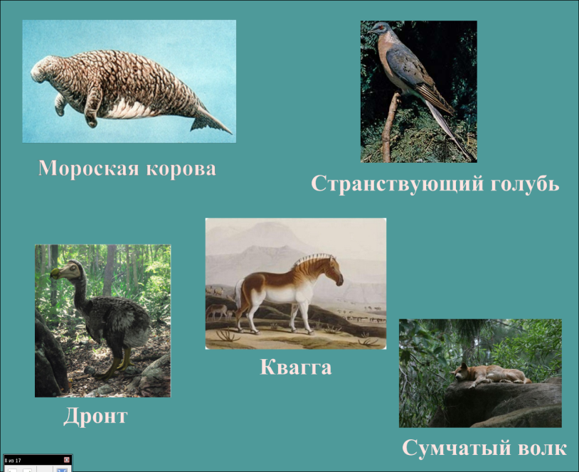 Интерактивный урок по окружающему миру на тему :«Охрана животных»