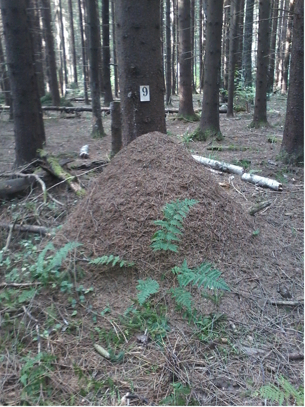 Исследовательская работа Изучение популяции рыжих лесных муравьёв и оценка состояния их гнездового комплекса