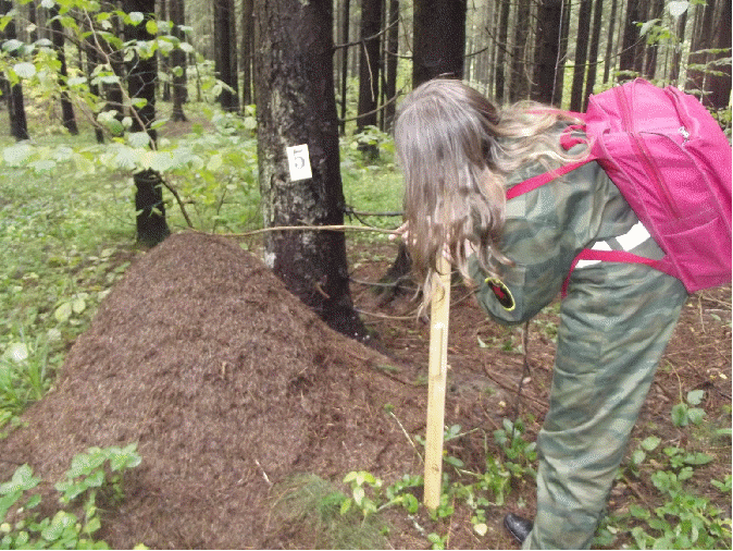 Исследовательская работа Изучение популяции рыжих лесных муравьёв и оценка состояния их гнездового комплекса