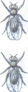 Биология пәнінен 9-сыныптар бойынша сабақ жоспары:Жерде тіршіліктің дамуы.