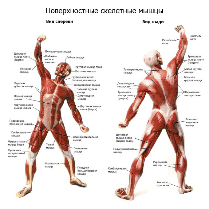 Лекция на тему Мышцы для учителей доп.образования (спортивно-оздоровительное направление)