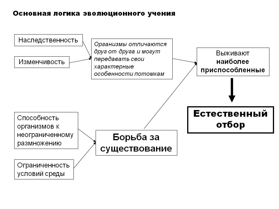 Естественный отбор изменчивость. Схема естественного отбора по Дарвину. Основная логика эволюционного учения. Основная логика эволюционного учения схема. Теория эволюции схема.