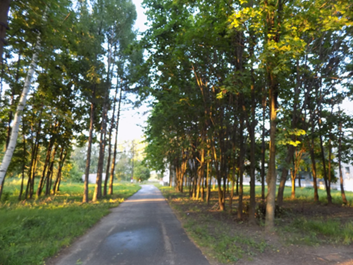 Экологический маршрут для учащихся 5-7 классов МБОУ Краснослободской ОШ «Путешествие в мир природы».