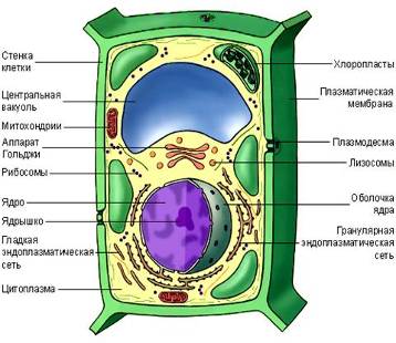 Урок биологии на тему Сравнение эукариотических и прокариотических клеток (9 кл)