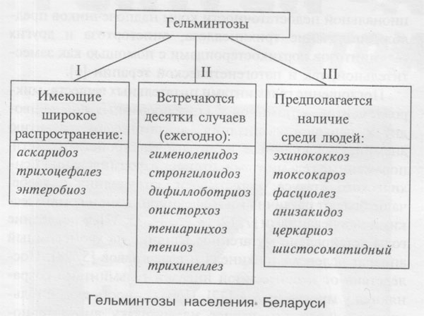 Классификация гельминтозов презентация