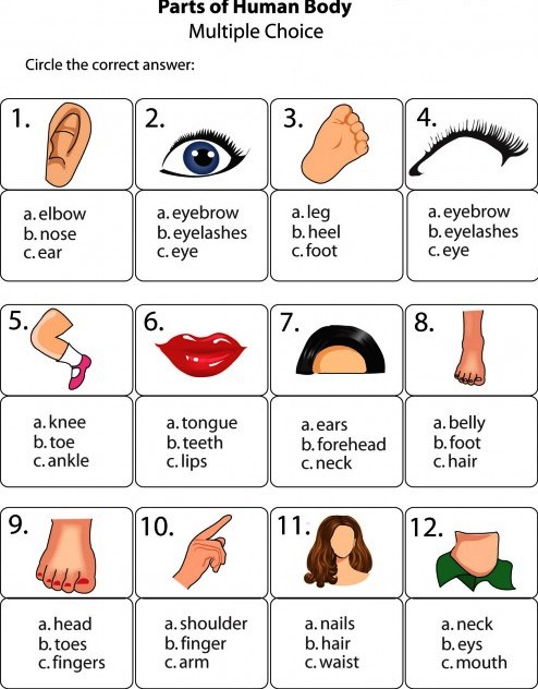 Урок-игра по английскому языку «Части тела» для 3-4 классов