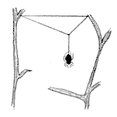Методические рекомендации «Наблюдения за пауками-крестовиками в различных условиях обитания»