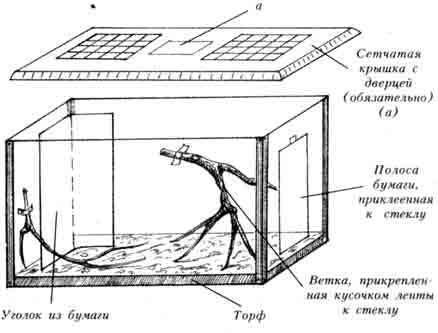 Методические рекомендации «Наблюдения за пауками-крестовиками в различных условиях обитания»