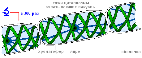 Лабораторные работы по биологии (6 класс)