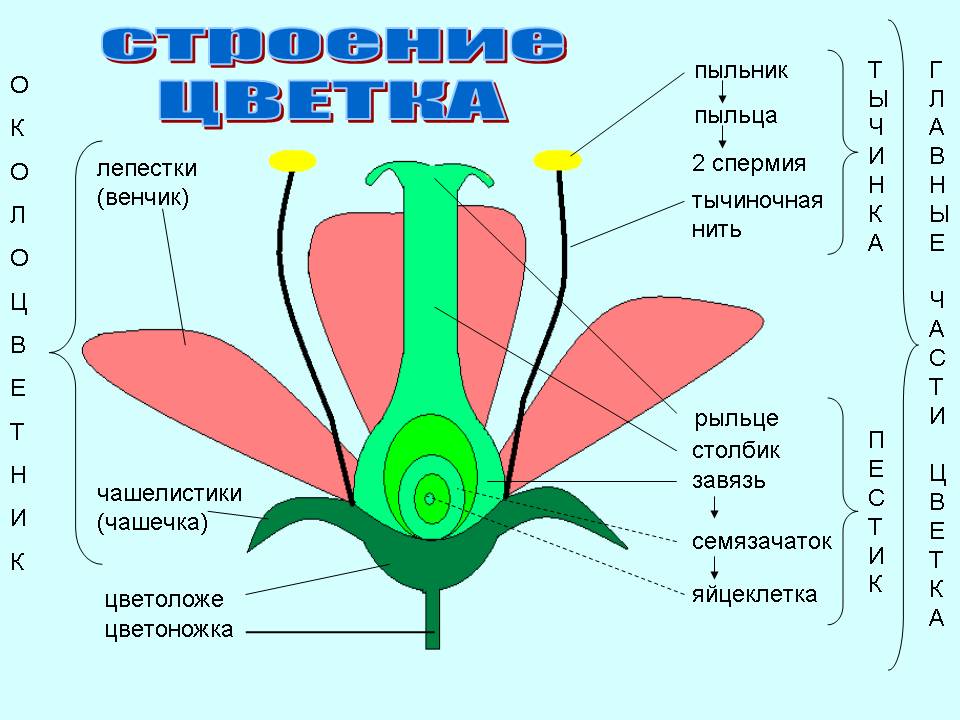 Лабораторные работы по биологии (6 класс)