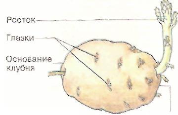 Лабораторные работы по биологии (6 класс)